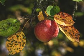 ripe apple on a branch in autumn close-up on blurred background