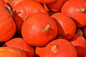 bright crop of round pumpkins in the light in autumn