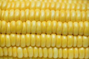 Close-up of the beautiful, shiny, yellow corn in light