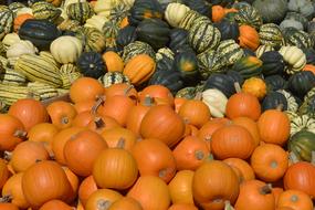harvest of orange, green and striped pumpkins
