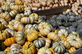 many Pumpkin Gourd Vegetables