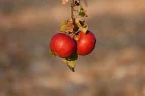 Apple Autumn red close-up on blurred background