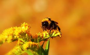 Bumblebee Gas Insect