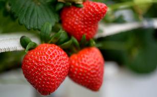 red Strawberries Fruits