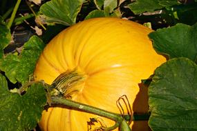 Pumpkin Squash