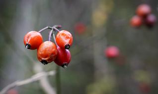 autumn berries on a blurred background
