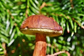 Brown Cap Mushroom