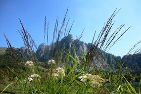 Green grass against the background of the alpine mountains