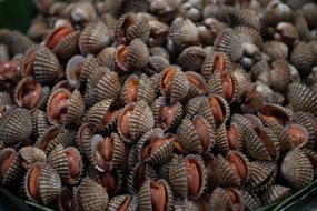 mollusk harvest in the market