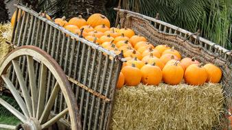 Beautiful, ripe orange pumpkin on the hay, on the wooden cart in autumn