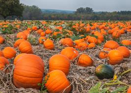 landscape of harvest of orange pumpkins in the autumn field