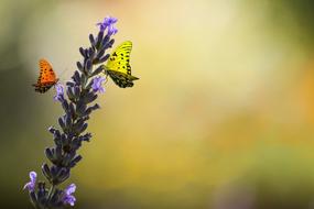 yellow and orange butterflies on purple flower