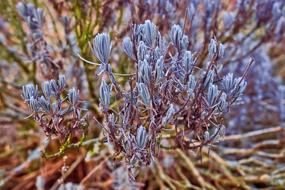 purple wild plant in the meadow