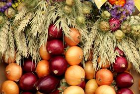 Onions red and yellow Vegetables