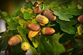 Nut Oak