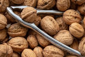 metal nutcracker and brown walnuts