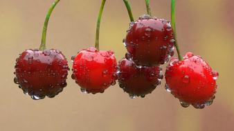 Cherry Red and water drop