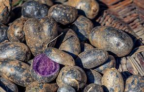 Potatoes Vitelotte