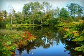 photo of a pond in a green park