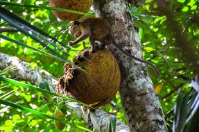 jackfruit and little monkey
