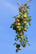 fresh Apples on a Branch