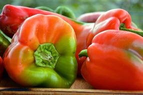 fresh red and green bell peppers close up