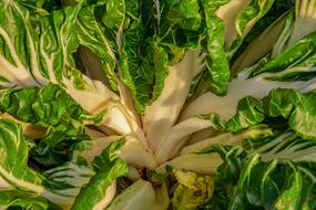 Chard, Beta Vulgaris close up