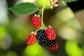 red black Blackberries Fruit