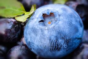 blueberries as a fresh vitamins