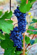 bright blue grapes on the vine