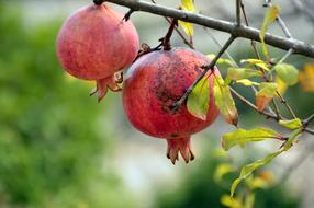 Pomegranate red