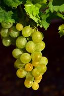 green Grapes on vine at sunlight