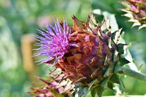 beautiful Artichoke Vegetables