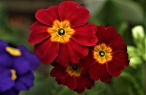 colorful brown flowers on blurry background close-up