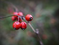 wet red berries on a wild bush