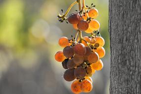 Grape Vine sun