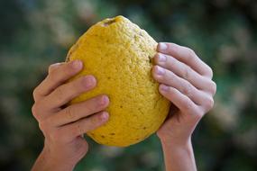 big lemon in hands close-up on blurred background