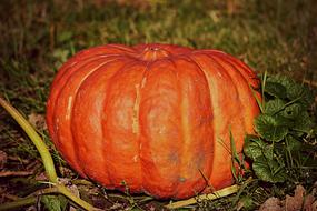 big orange pumpkin for cinderella