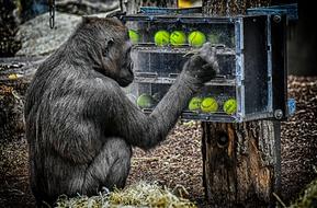 gorilla plays with tennis balls at the Hellabrunn zoo in Munich