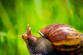 macro photo of a brown snail on a green background