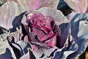 beautiful Red Cabbage Kohl