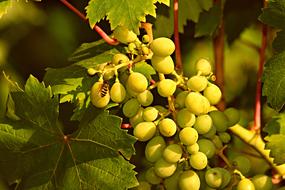 Grapes Bunch