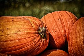 dark orange pumpkins in the sun