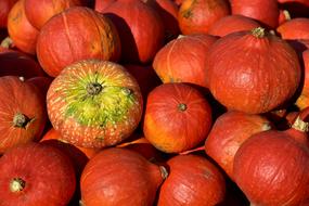 splendid Pumpkin Hokkaido