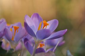 Crocus Purple