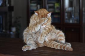 Cat Redhead