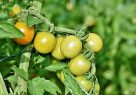 bush of green tomatoes