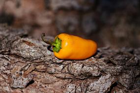 yellow pepper on a tree close-up on blurred background