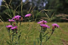 Grass Thistles