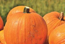 Beautiful, shiny, orange pumpkins, near the colorful plants in autumn